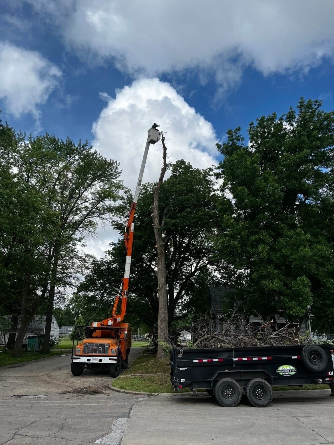 A tree being trimmed by a worker in a bucket lift truck; debris trailer nearby on a sunny day.