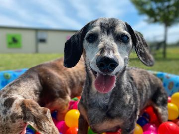 Two puppies in a ball pit, one gray-faced dog in front with mouth open, outdoors on a sunny day