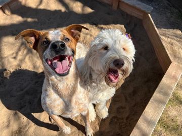 Two happy dogs sitting in a sunlit sandbox, panting with mouths open.
