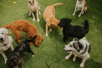 Several dogs of different breeds standing and sniffing on green grass
