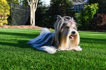 Small long-haired dog lying on green grass in a sunny yard