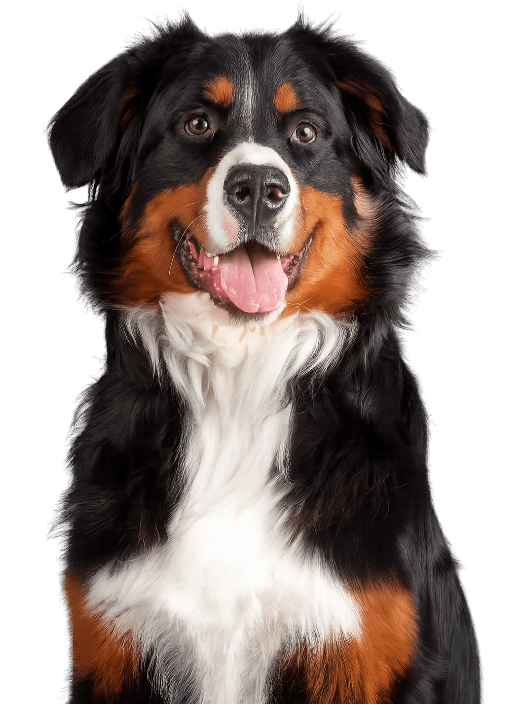 Black, brown, and white Bernese mountain dog
