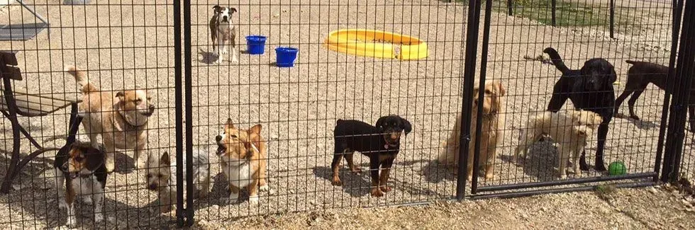 Several dogs behind a chain-link fence in a kennel, with bowls and blankets on the ground.