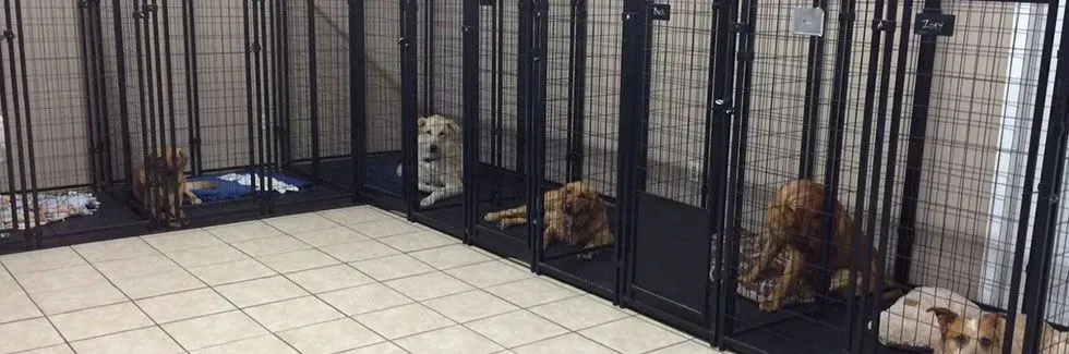 Three dogs resting in black kennel runs on a tiled floor indoors