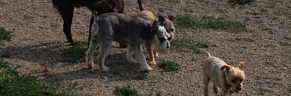 Three dogs standing on a grassy dirt patch outdoors, including a gray dog and a small tan dog.