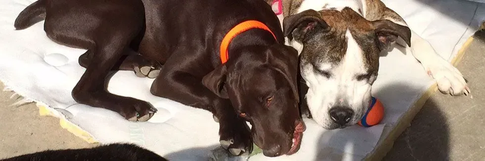Two dogs lying close together on a blanket, one dark brown with an orange collar and one white and gray.