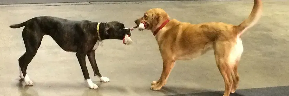Black and tan dogs touching noses in a playful face-off on a plain background