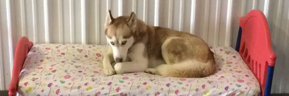 Brown-and-white husky lying on a floral-covered bed indoors