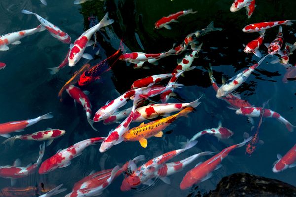 Koi fish with red, white, and orange markings swim in a dark pond.