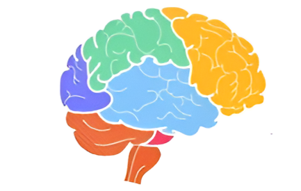 Diagram of a brain, color-coded to show different sections, including frontal, parietal, temporal, and occipital lobes.