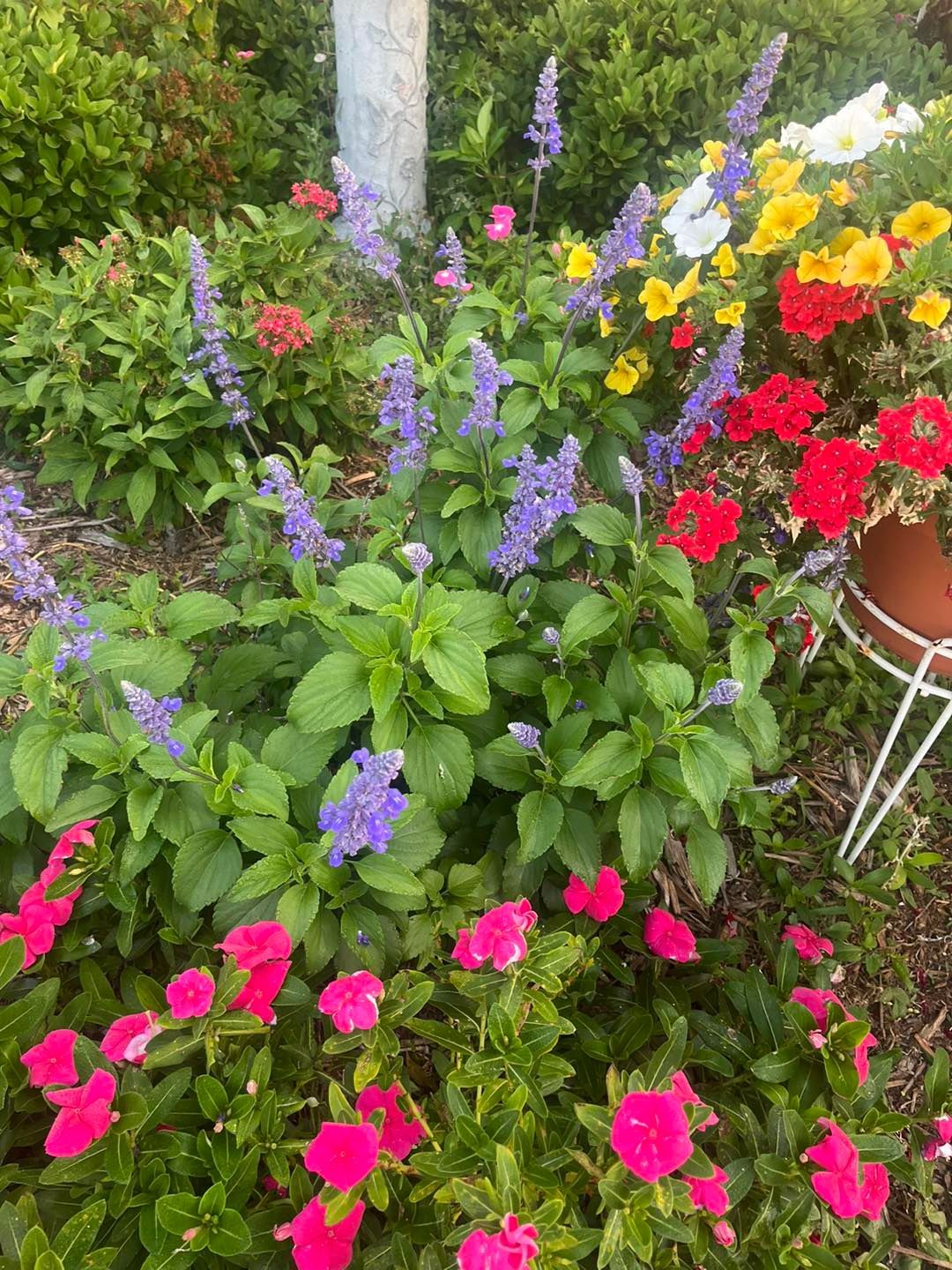 There are many different types of flowers in this garden.