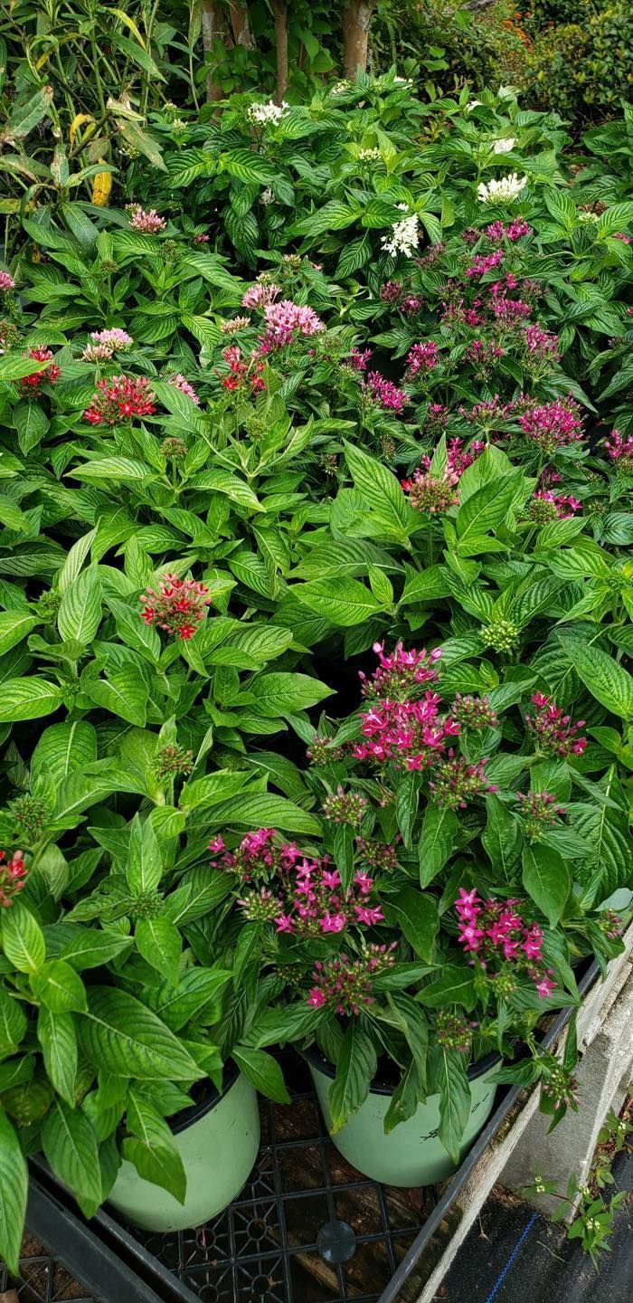 A bunch of oranges hanging from a tree with green leaves.