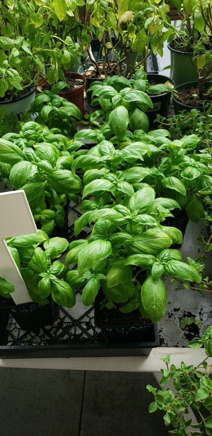A bunch of different types of herbs are sitting on a table.