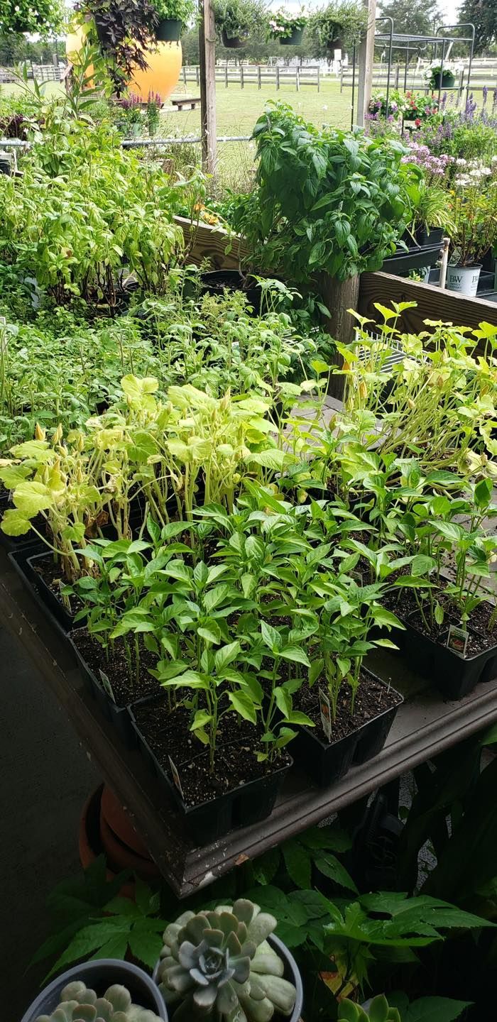 There are many different types of succulents in this picture.