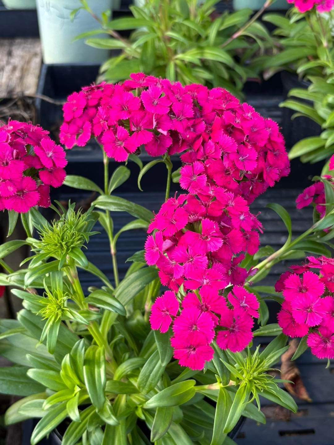 There are many different types of succulents in this picture.