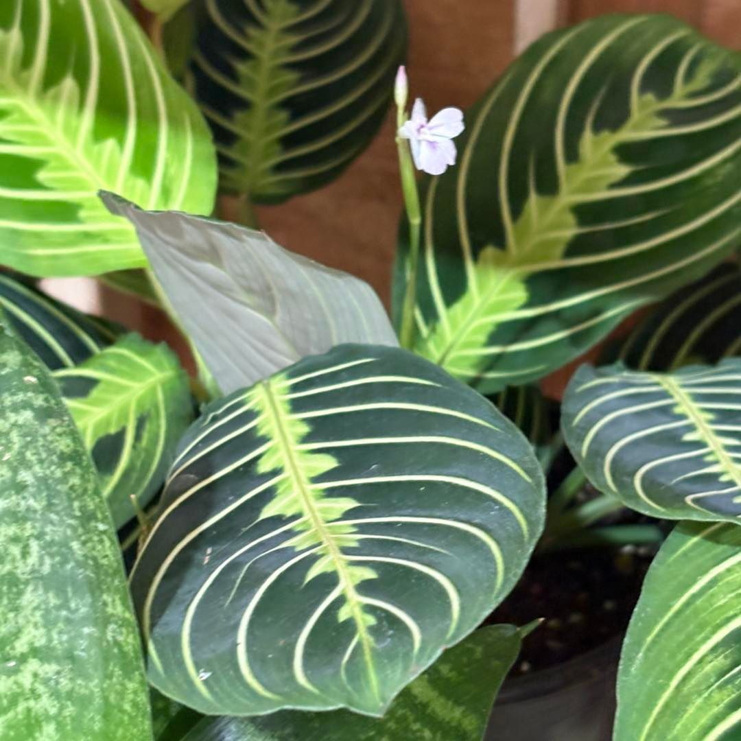 A close up of a plant with green leaves and yellow stripes