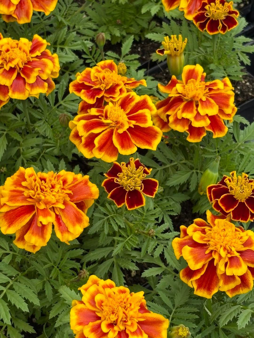A bunch of yellow and red flowers are growing in a garden