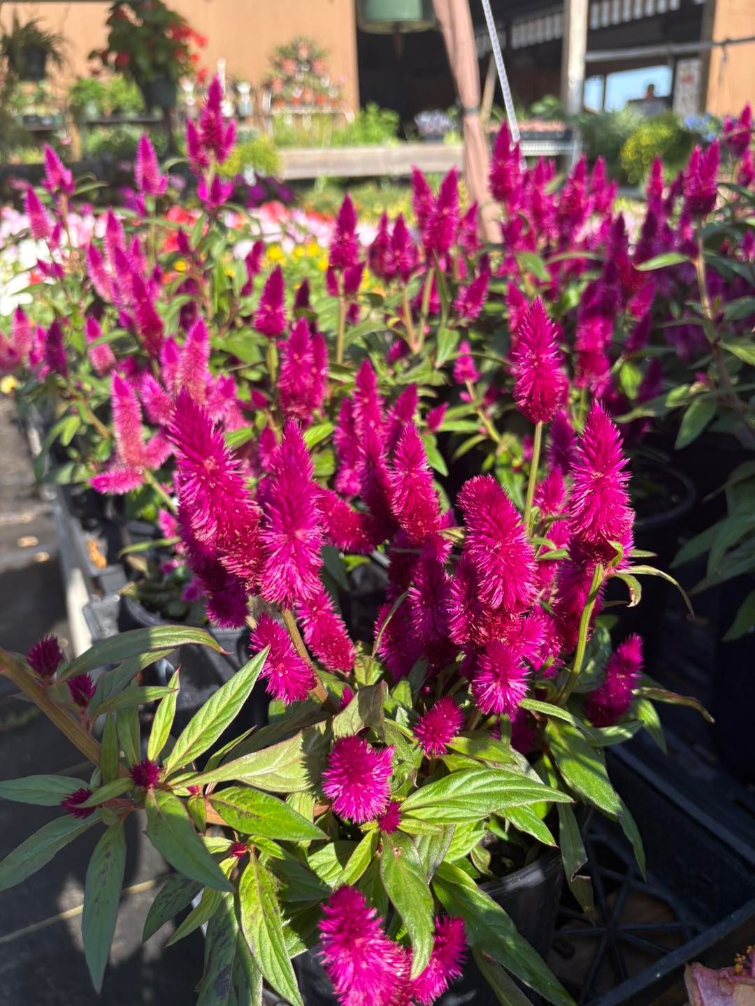 There are many different types of succulents in this picture.