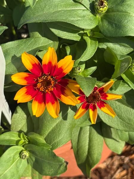A close up of a red and yellow flower with green leaves