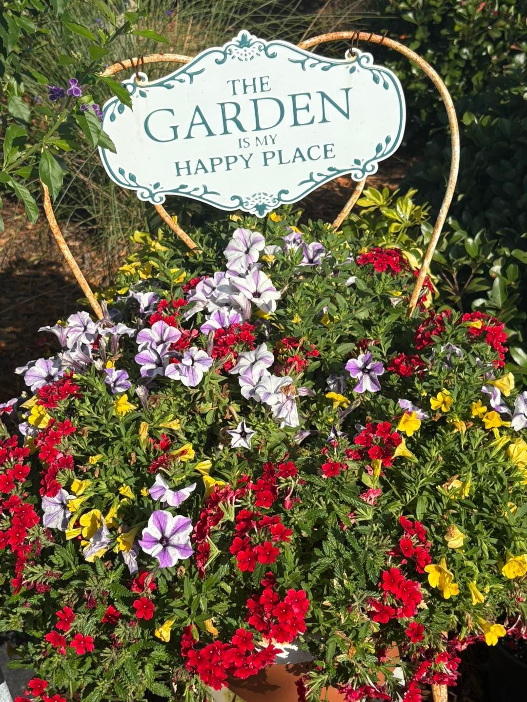 There are many different types of succulents in this picture.