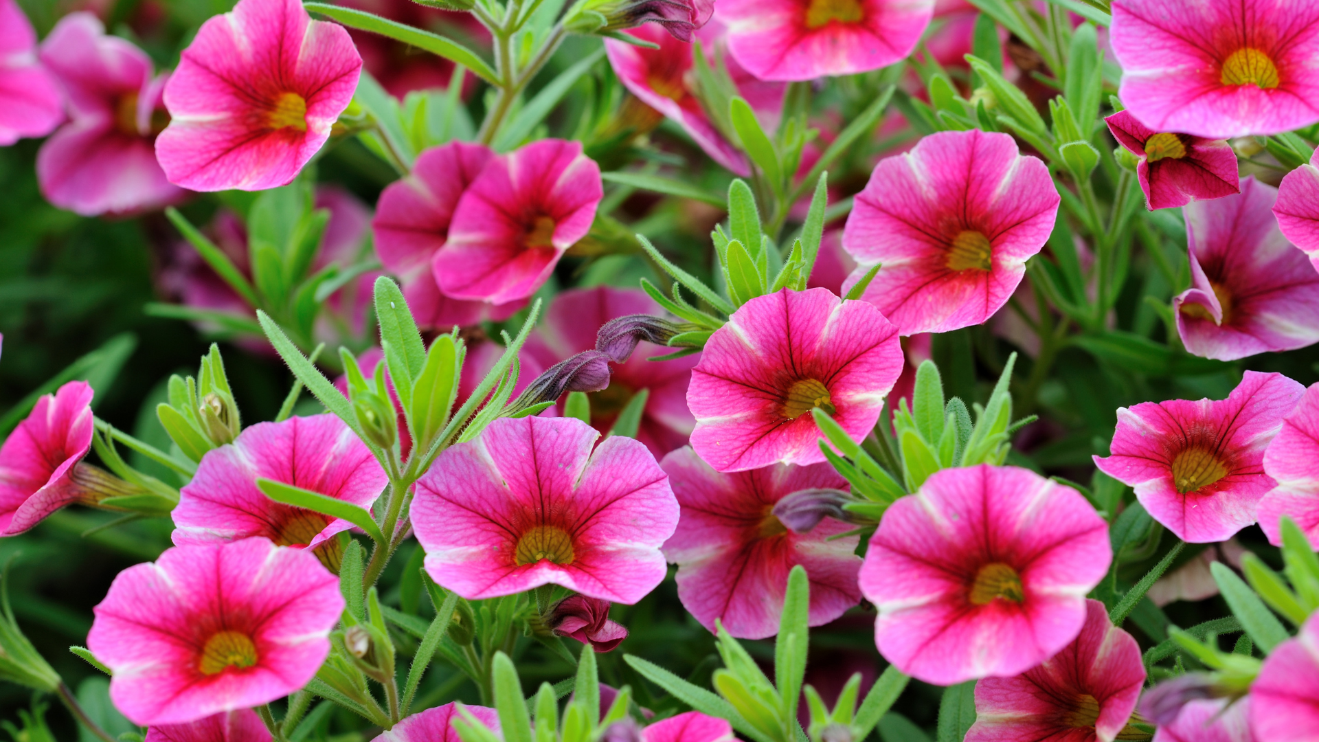 A bunch of pink flowers are growing in the grass.