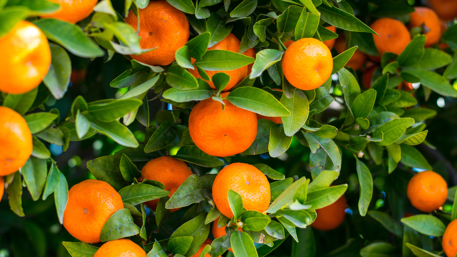 A bunch of oranges hanging from a tree with green leaves.