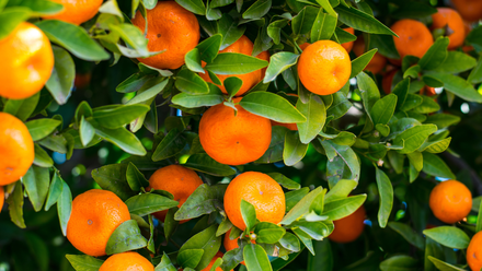 A bunch of oranges hanging from a tree with green leaves.