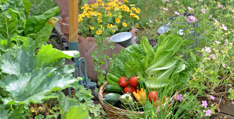 A row of lettuce plants growing in a field.