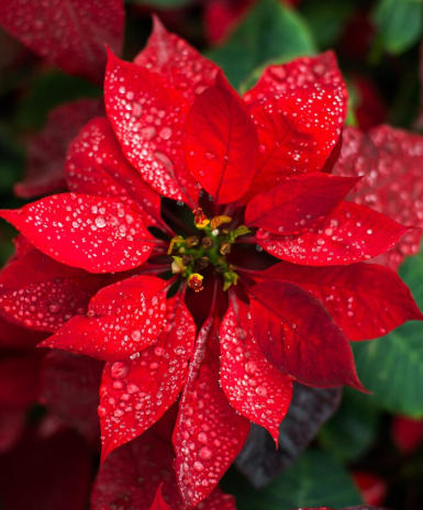 A bunch of red poinsettia flowers with yellow centers