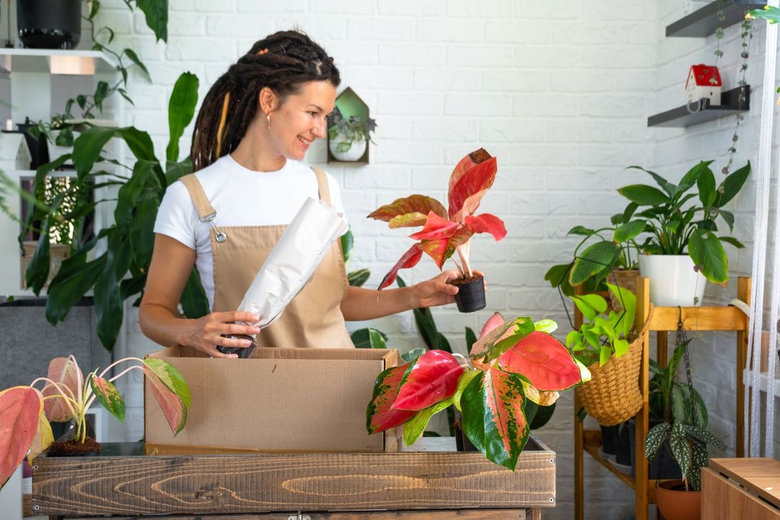 There are many different types of succulents in this picture.