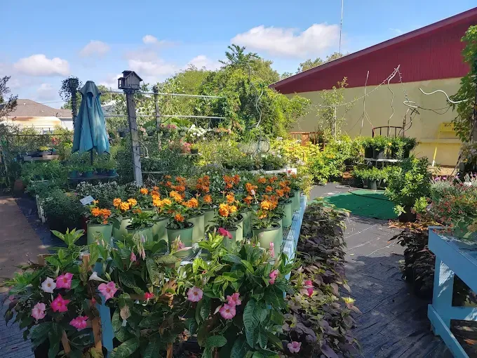 There are many different types of succulents in this picture.