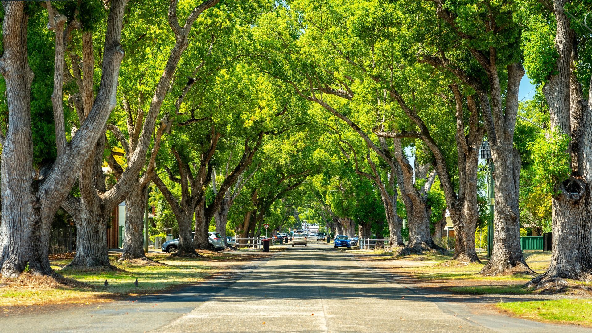 A Tree-lined Road Creates a Canopy of Over the Asphalt — Coffs Coast Roofing In Grafton, NSW