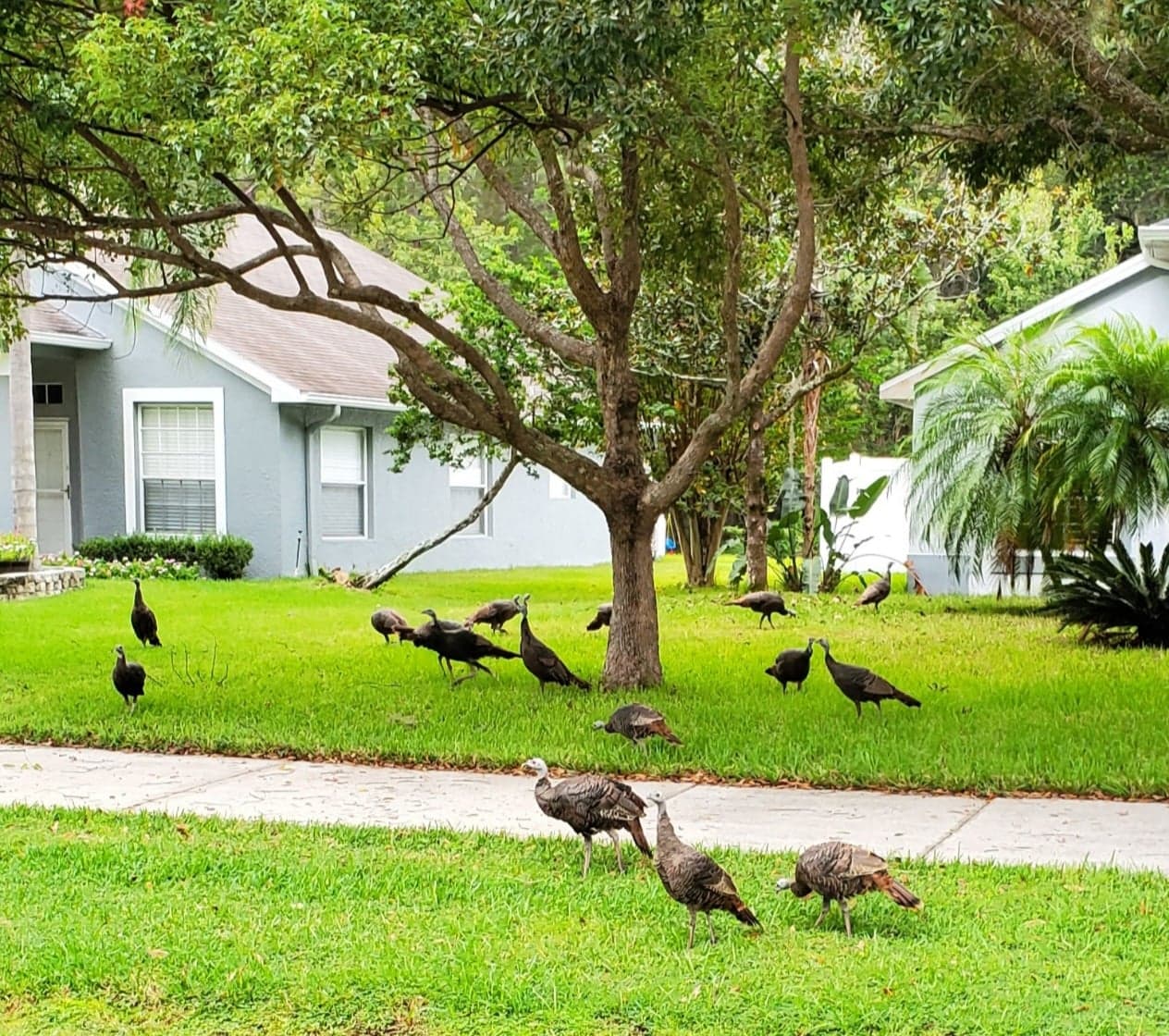 A flock of turkeys are standing in the grass in front of a house