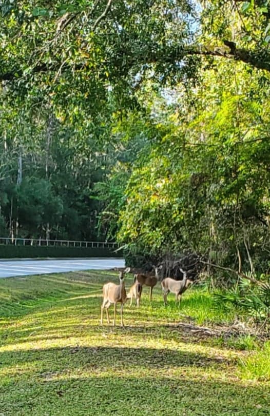 A herd of deer standing in a grassy field next to a road.
