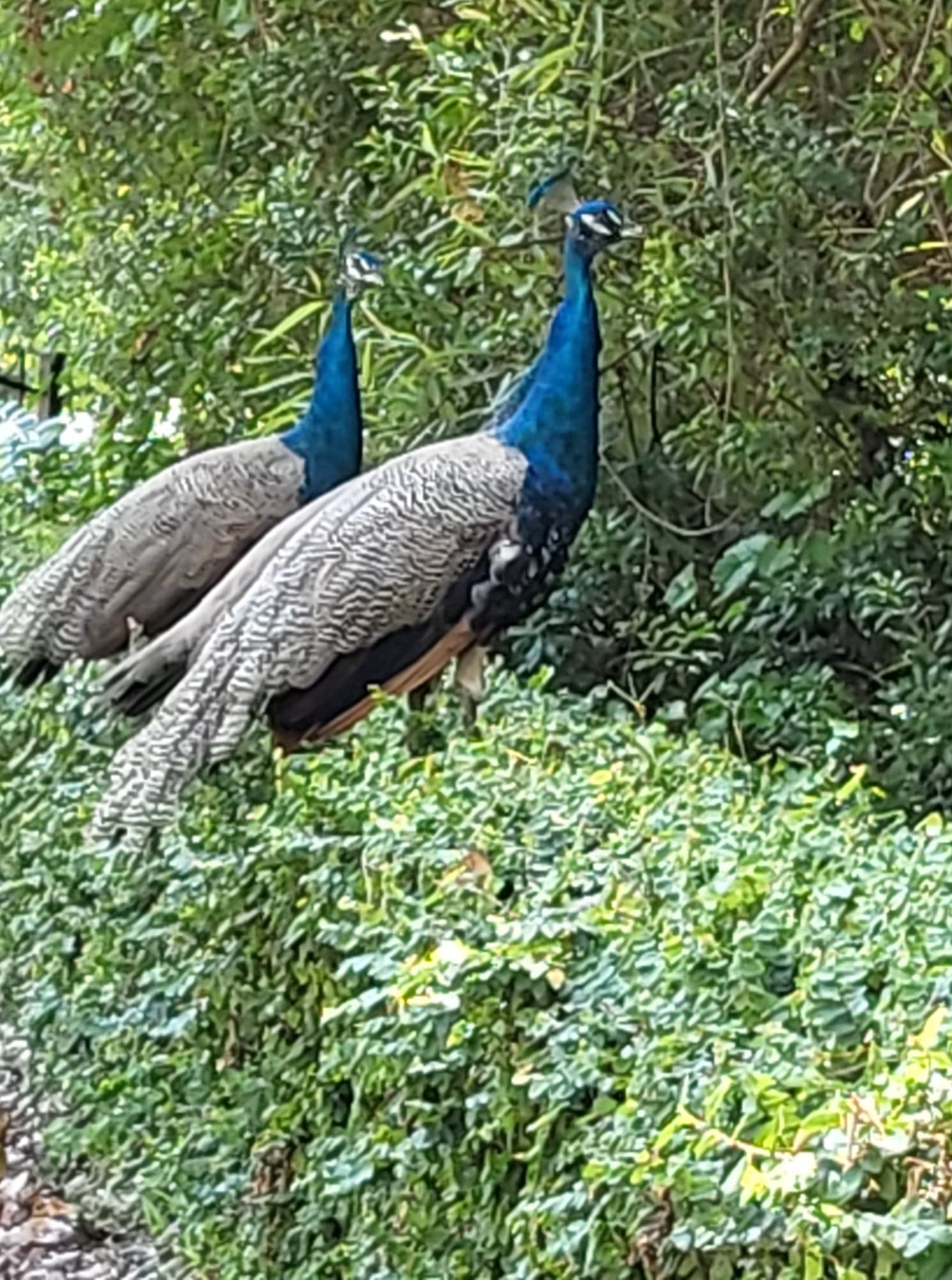 Two peacocks are standing next to each other in the woods.