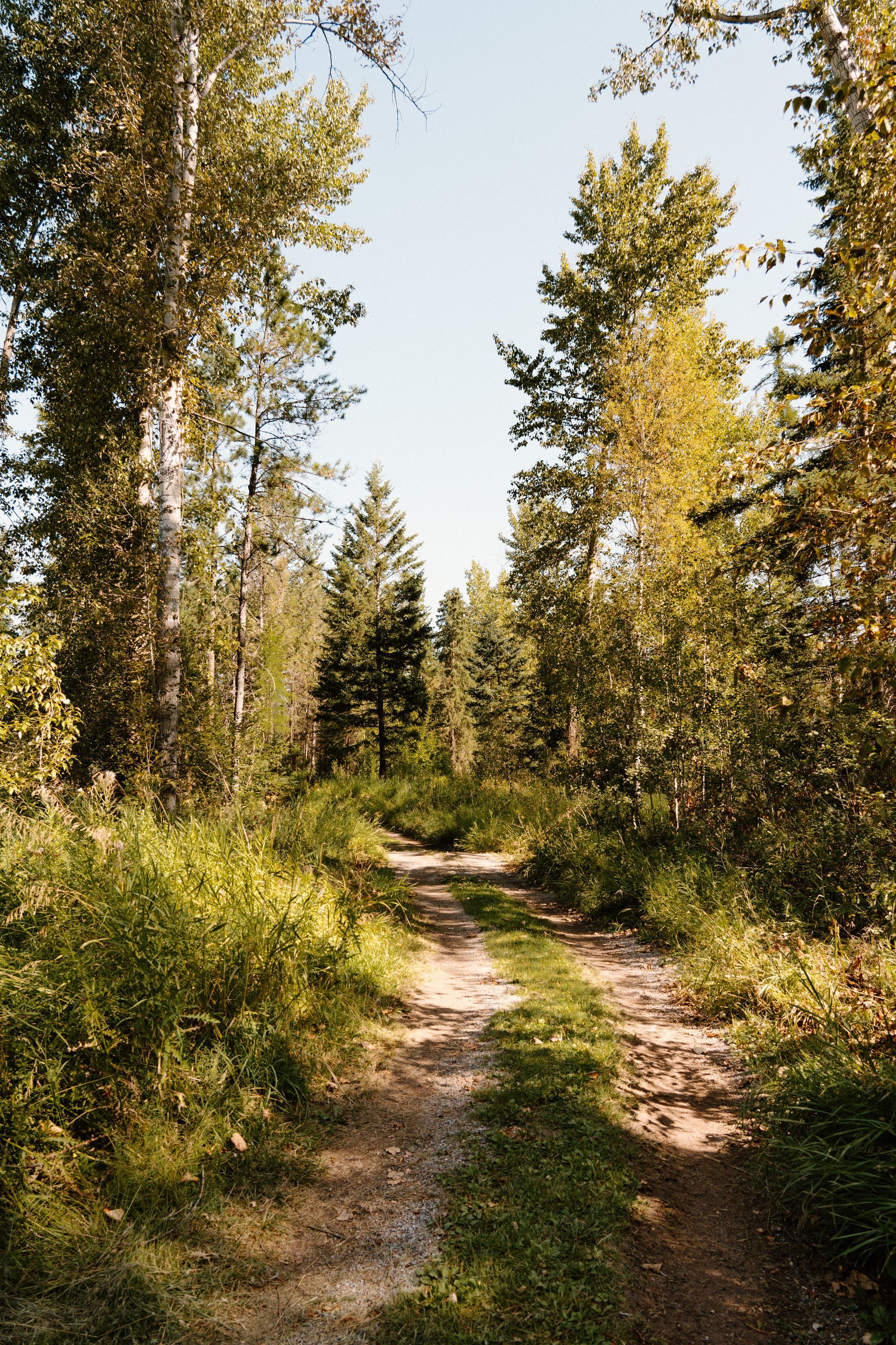 A dirt road going through a lush green forest.