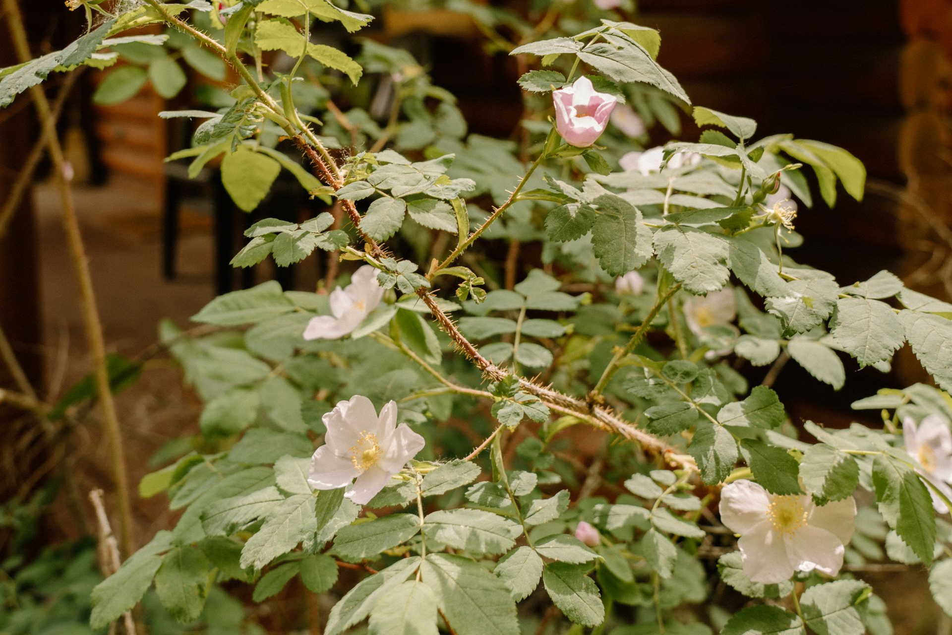 A large wooden house with a large porch in the middle of a forest.