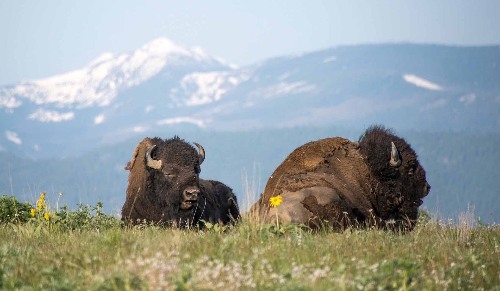 Two bison are laying in a grassy field with mountains in the background.