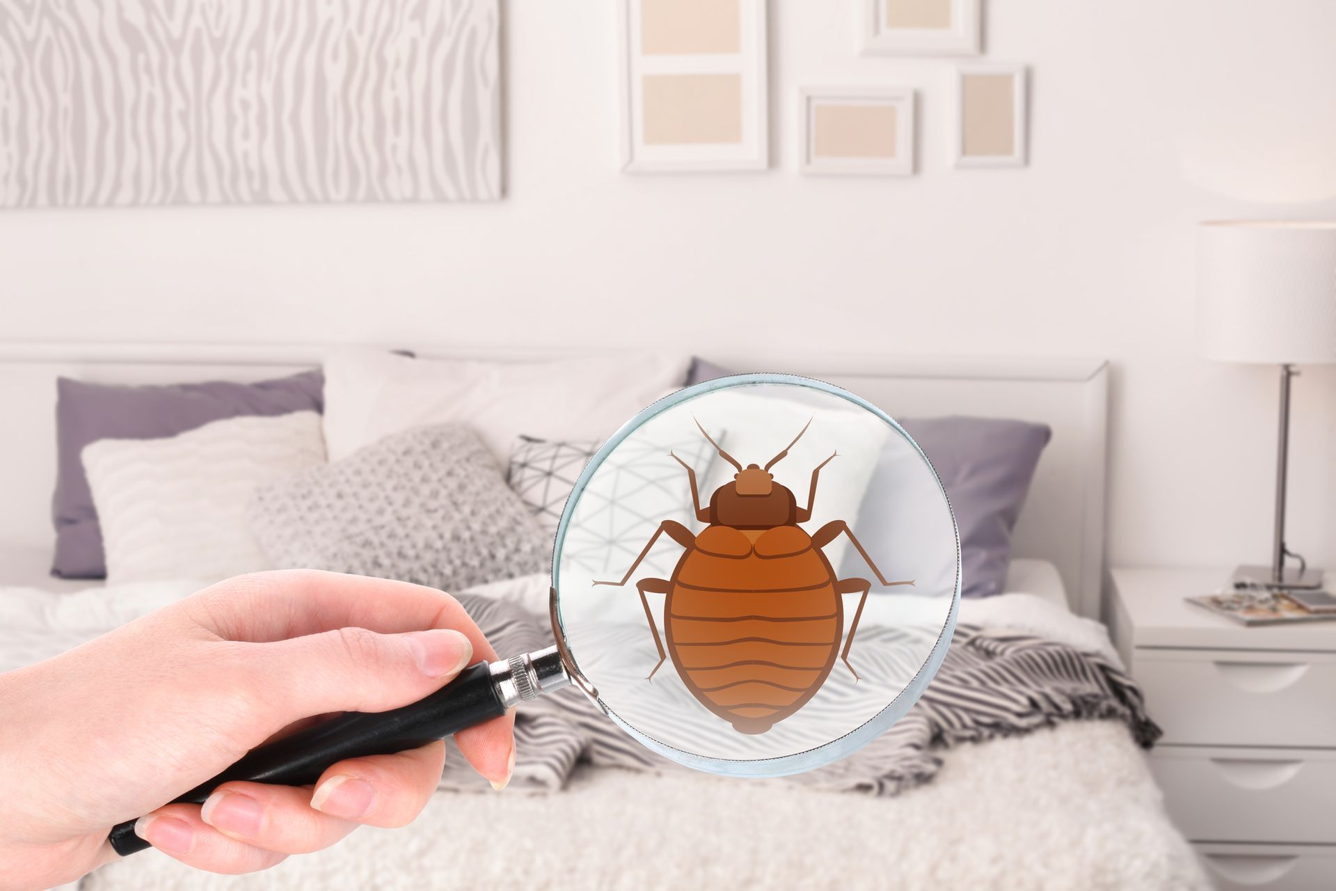 Bedbugs in Oklahoma City, OK