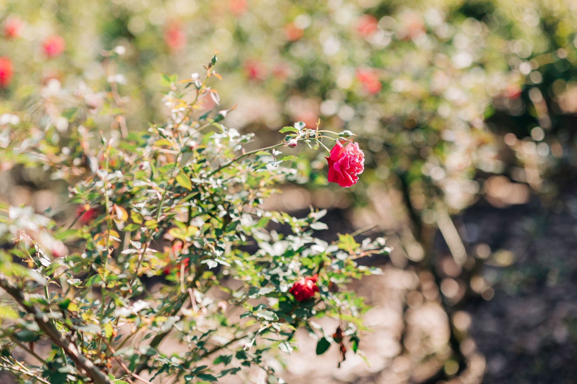 Donkey eating a cookie