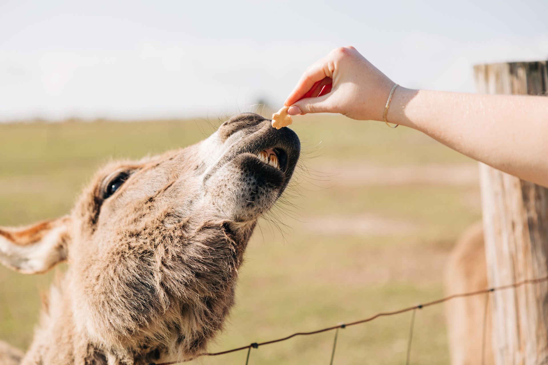 Donkey eating a cookie