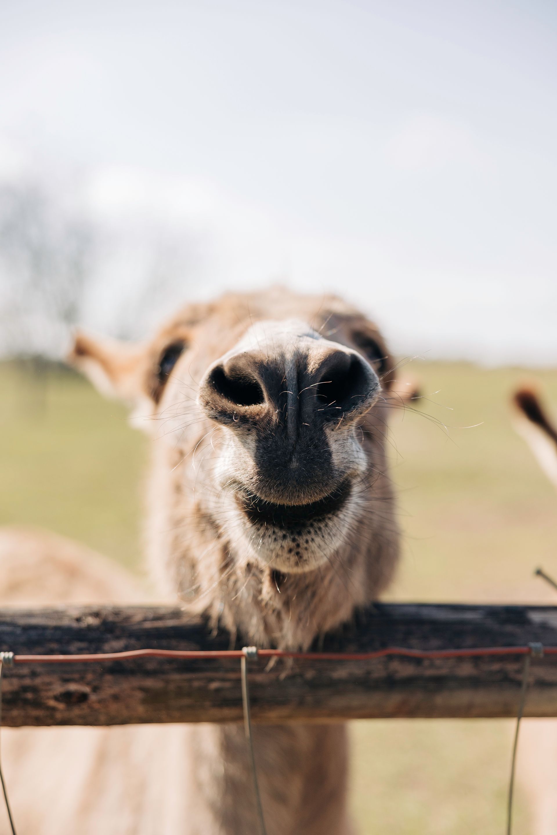 Donkey Smile
