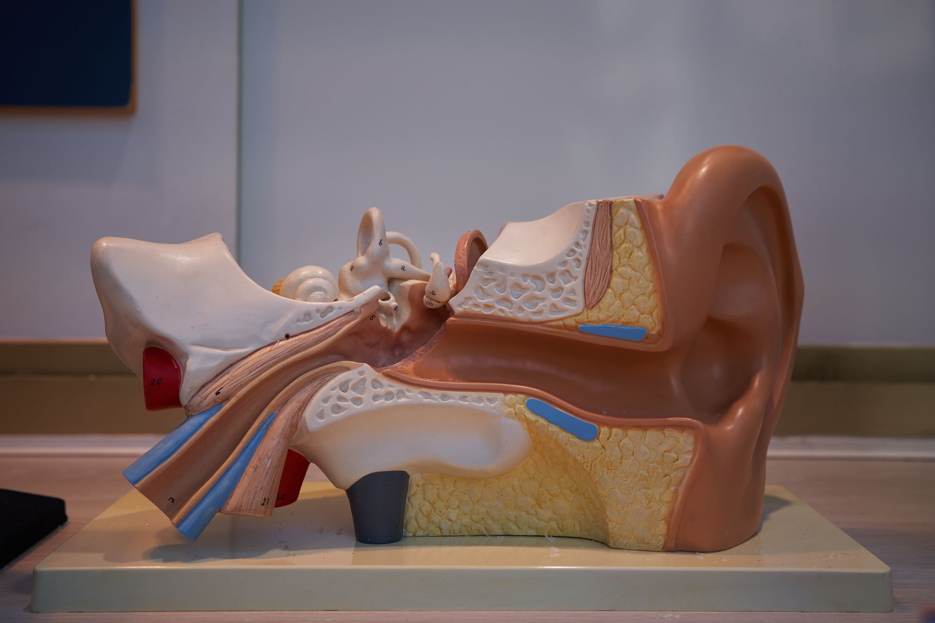 A cross-section model of a human ear, showing inner and outer ear structures with color-coded details.