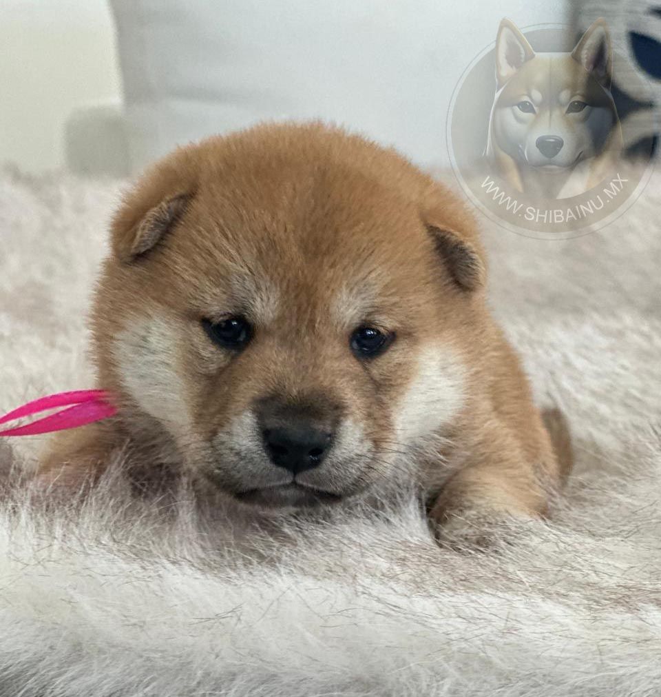 cachorro shiba inu en venta