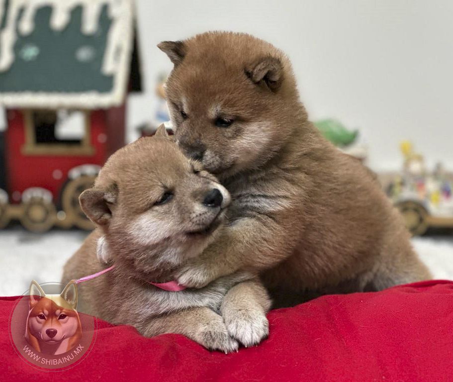 cachorro shiba inu en venta