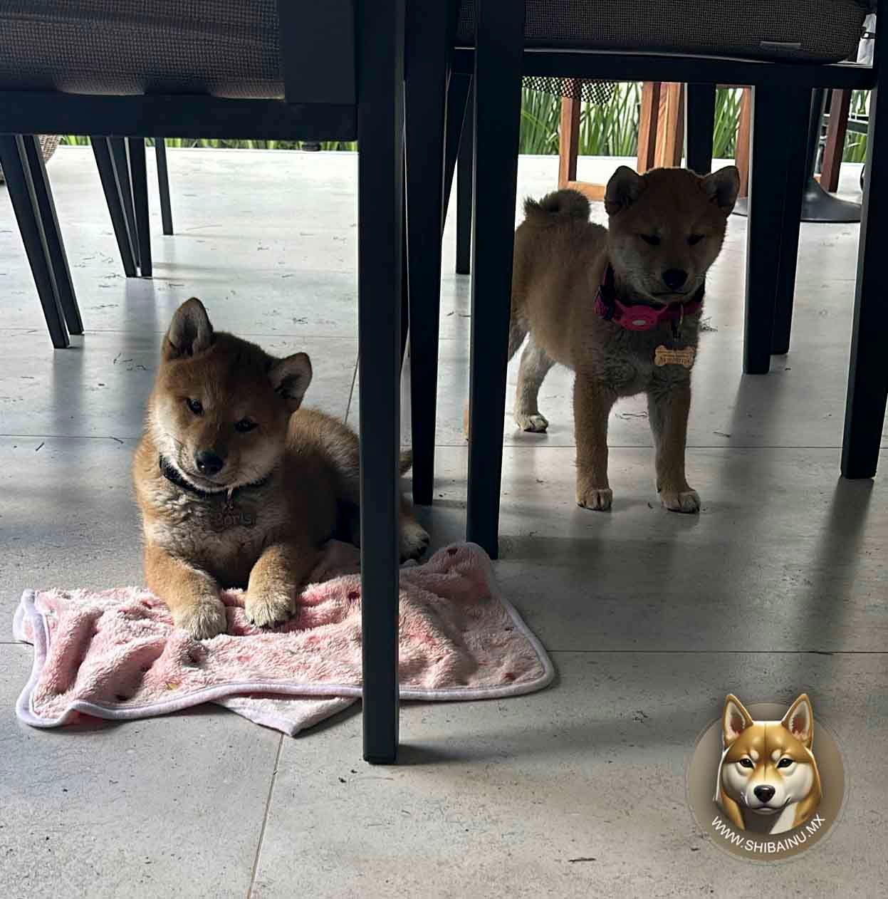 cachorro shiba inu en venta