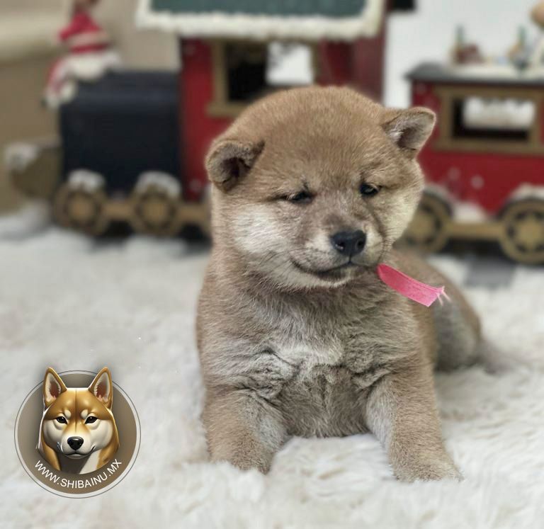 cachorro shiba inu en venta