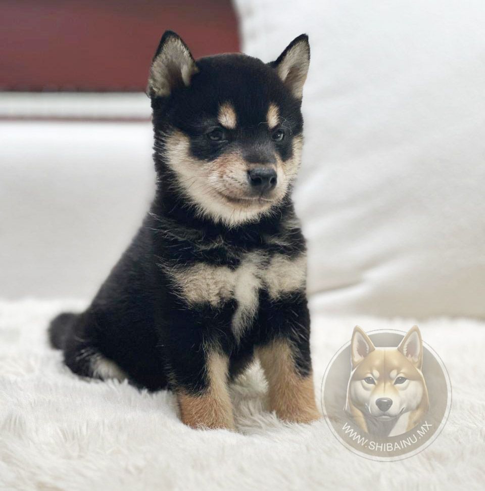 cachorro shiba inu black & tan