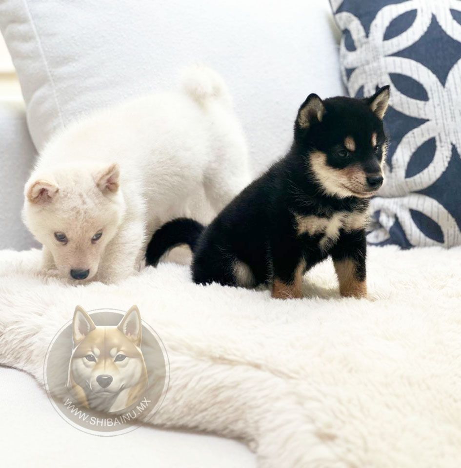 cachorro shiba inu black & tan