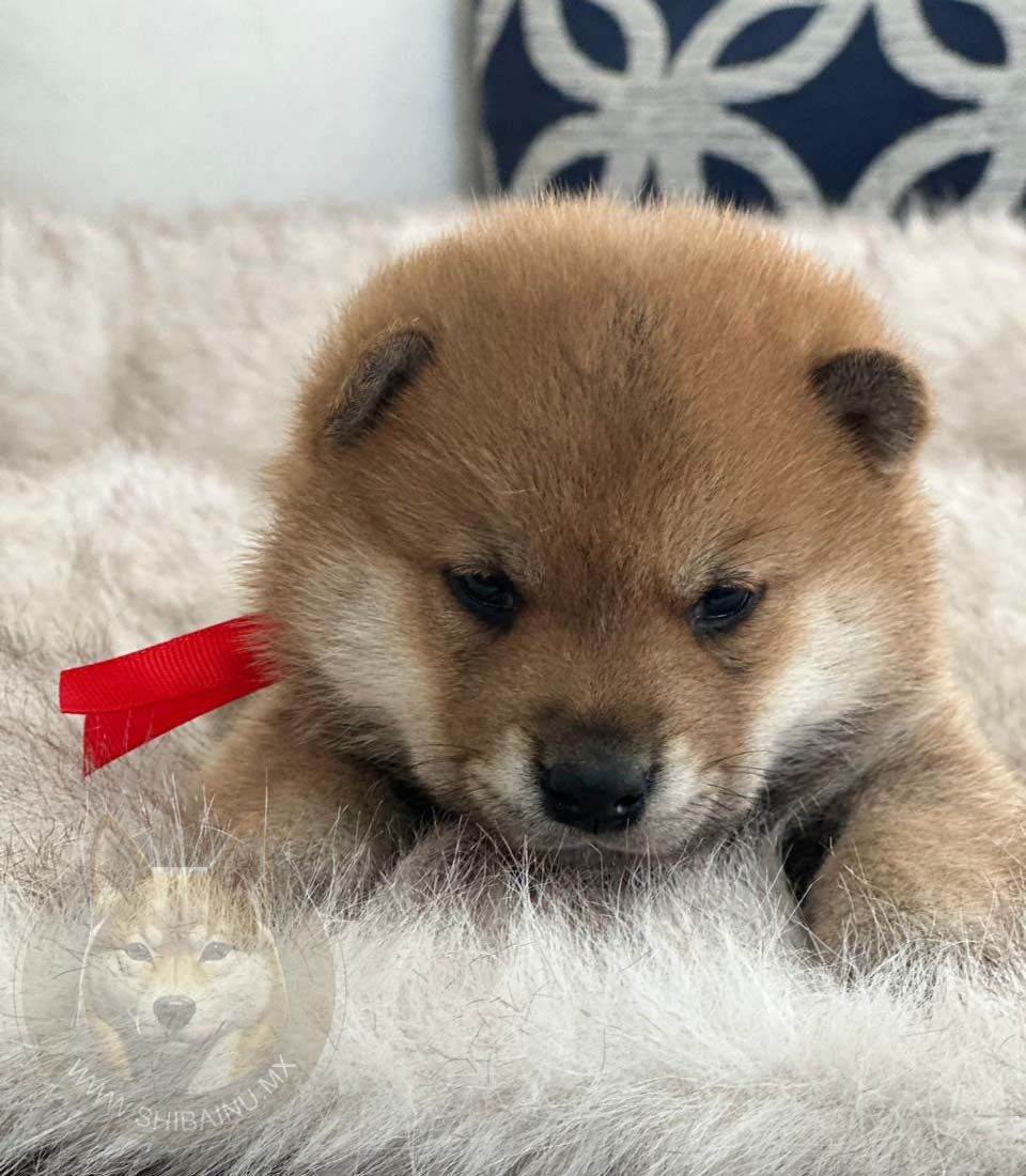 cachorro shiba inu en venta